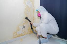 Environmental Consulting for Mold Prevention in Walterboro, SC